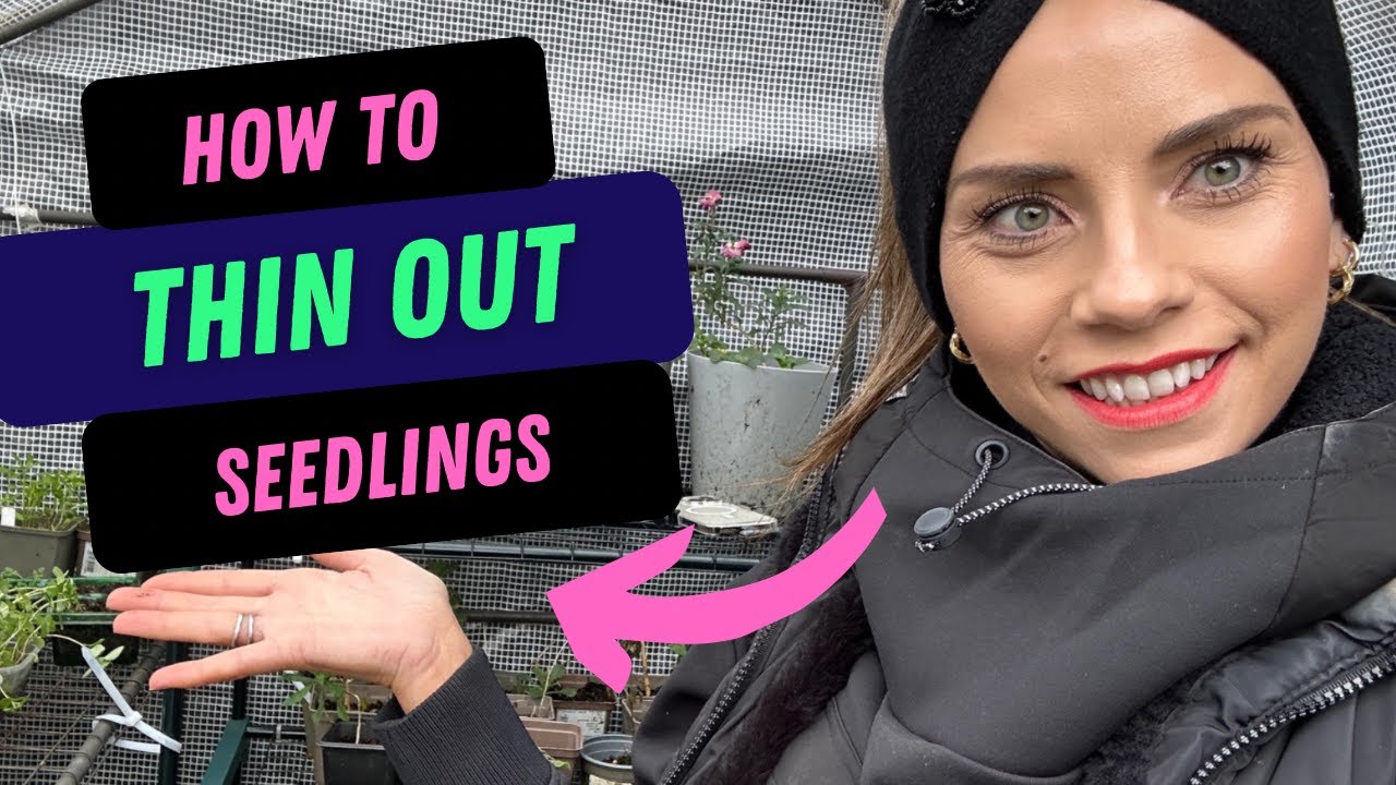 HOW TO THIN OUT SEEDLINGS- Thin January seedlings with me in the greenhouse