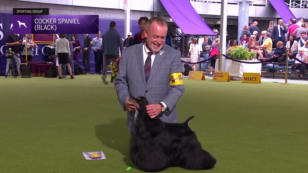Spaniels (Cocker) Black | Breed Judging 2024