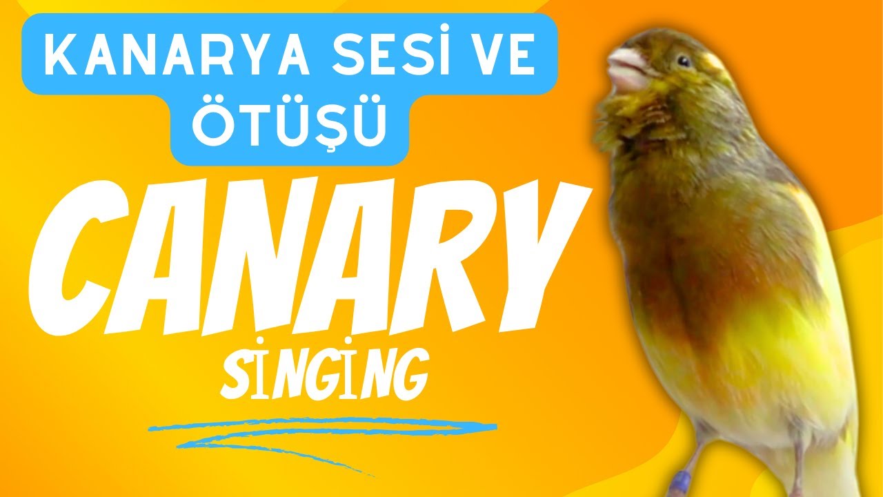 Mysterious secrets of canary bird songs - canary singing