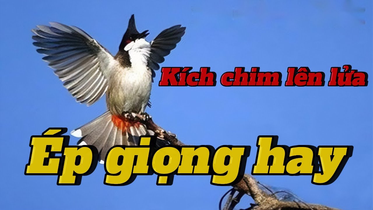luyện giọng chào mào bổi | 100% bổi nghe phản ứng | kích bổi căng lửa | chào mào hót sáng.