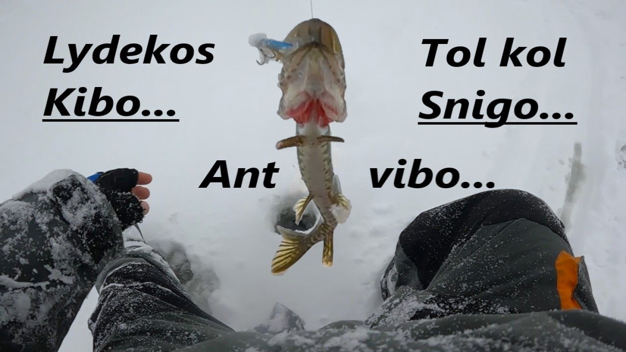 #31 Lydekas vibais Juodlės ež.  24.01.19