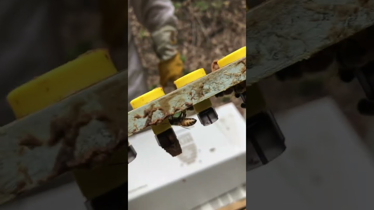 Beekeeping : beekeepers check on Jenter method queen raising, Queen rearing. There is great result.