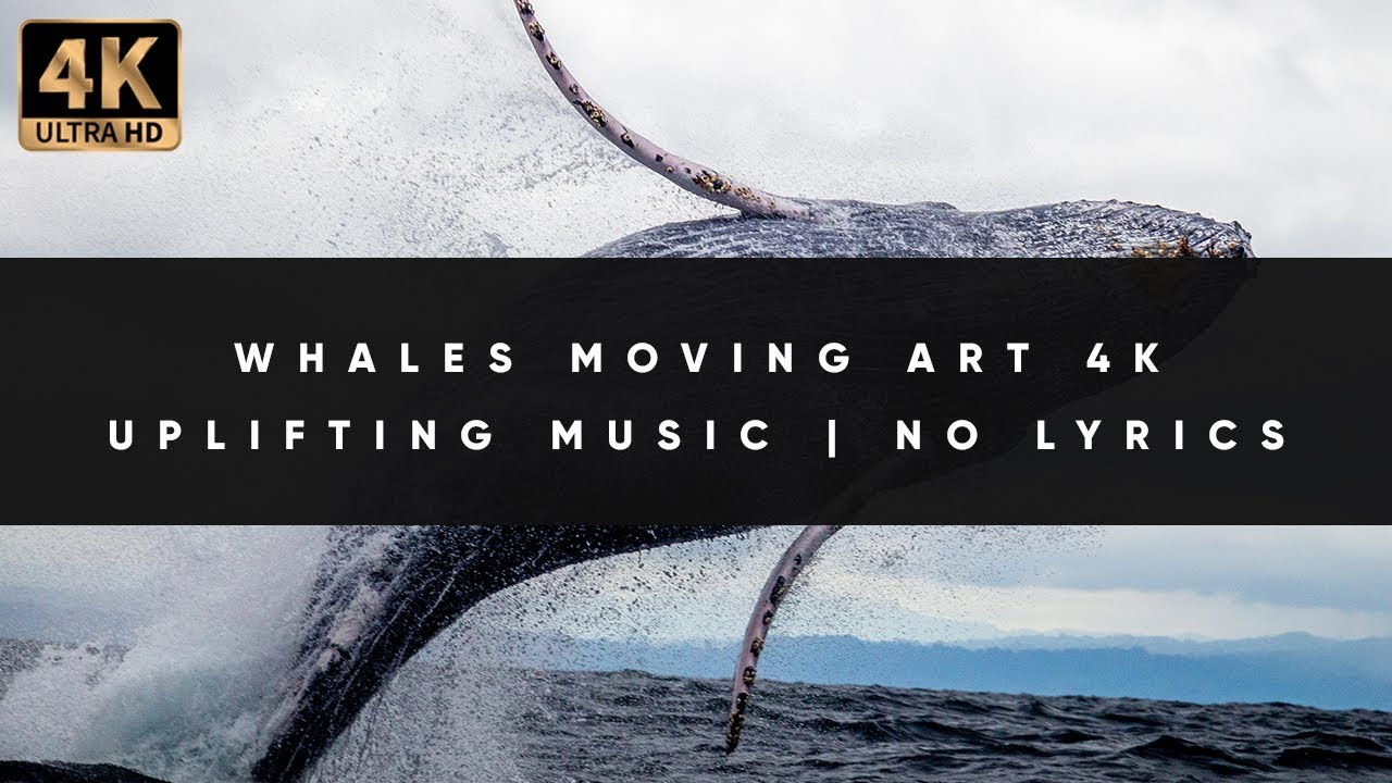 Whales Moving Art in 4K with Uplifting Music No Lyrics 10 Hours