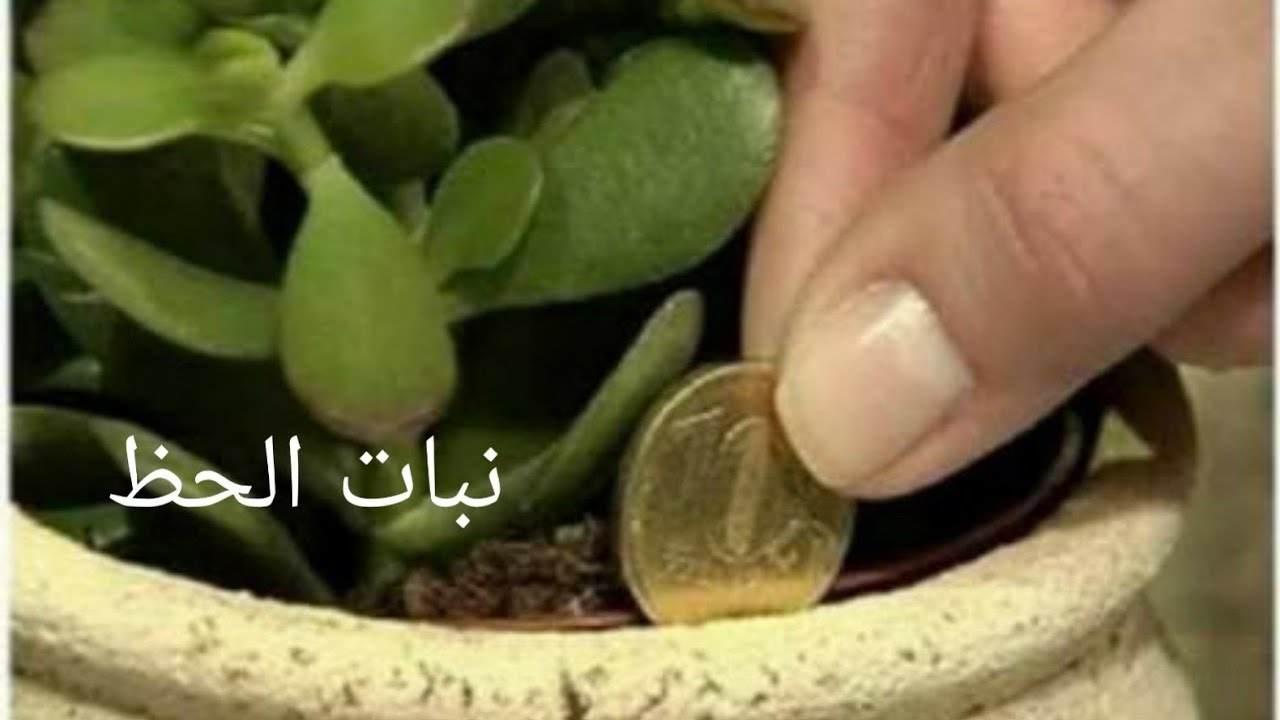 نبات الحظ والمال (نبات الجاد)وسبب تسميته بهذا الاسم وطريقه عنايته وتكاثره