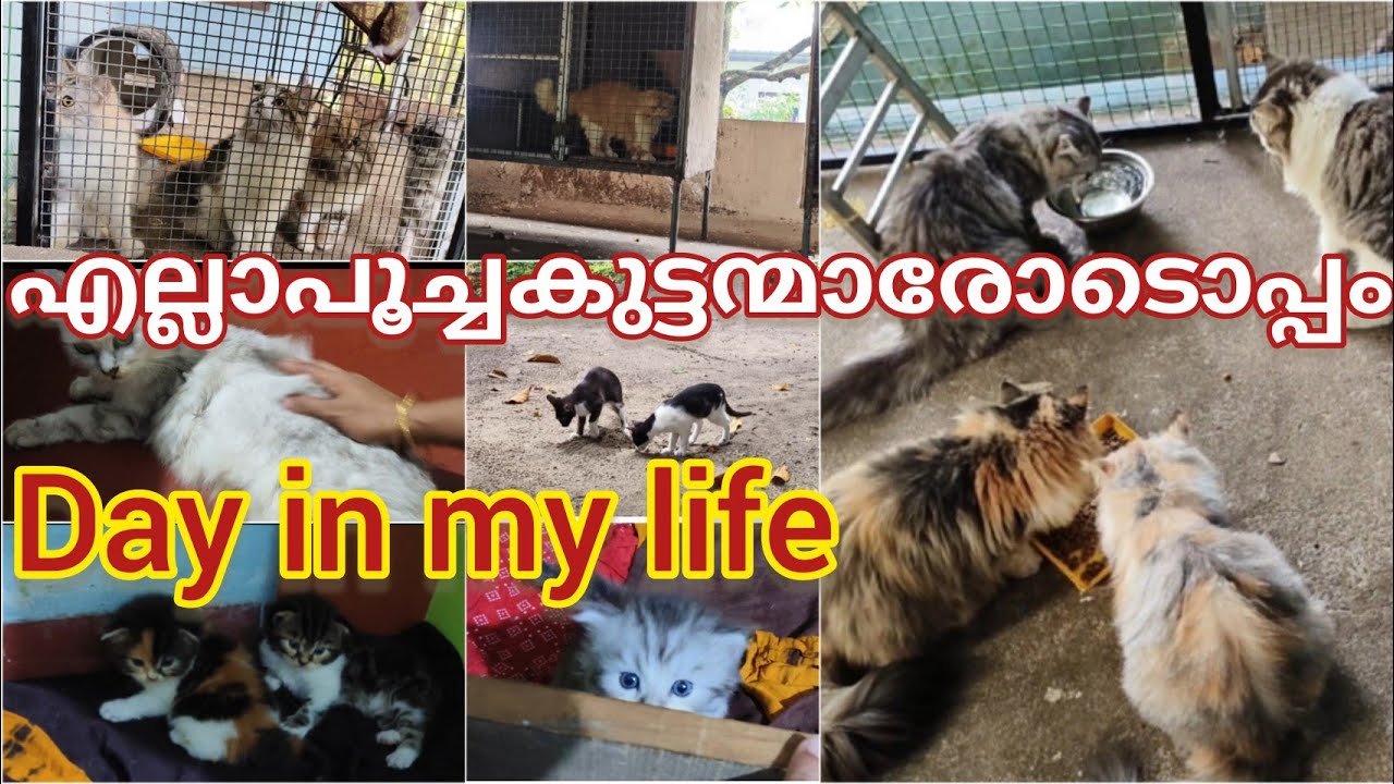 എല്ലാ പൂച്ചകുന്മാർക്കൊപ്പം പനിപിടിച്ച എന്റെ day in my life 🤒 #cat