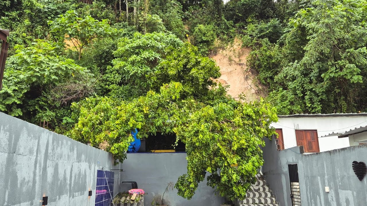 Árvore cai em cima de telhado de residência durante forte chuva no Riacho Doce