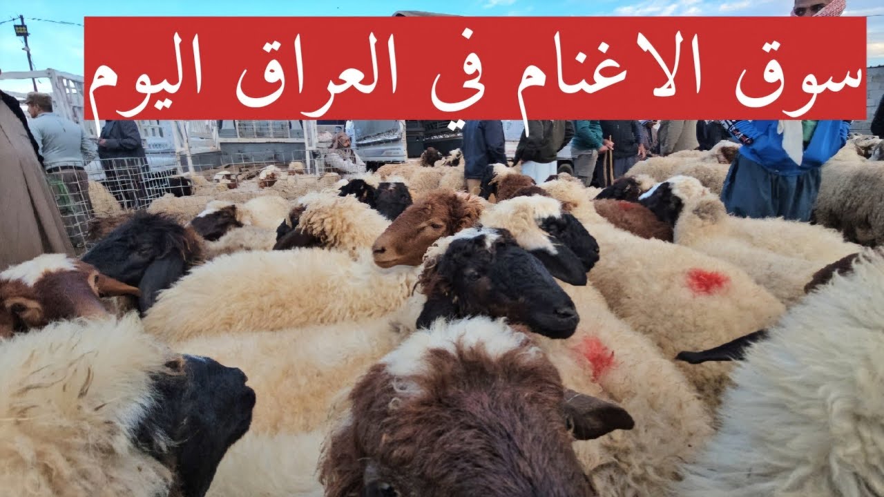 #سوق_الأغنام في العراق سوق محافظة ديالى وسط العراق