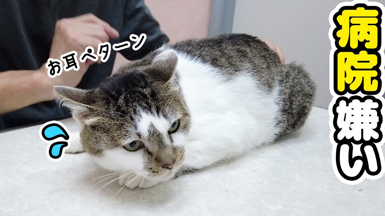 病院と家で態度がまったく違う愛猫の様子がカワイイ【病院】