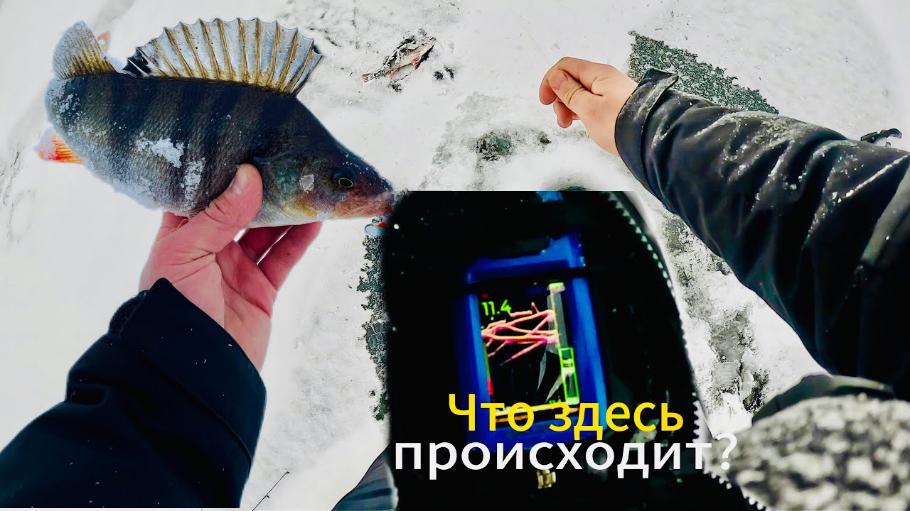 КУЧА РЫБЫ ПОДО ЛЬДОМ. ОКУНИ НА БАЛАНСИР . Рыбалка с Практик 8