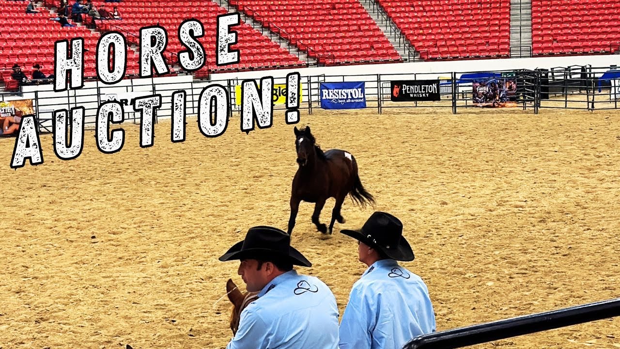 Horse Auction Las Vegas at South Point Equestrian Center During NFR Week