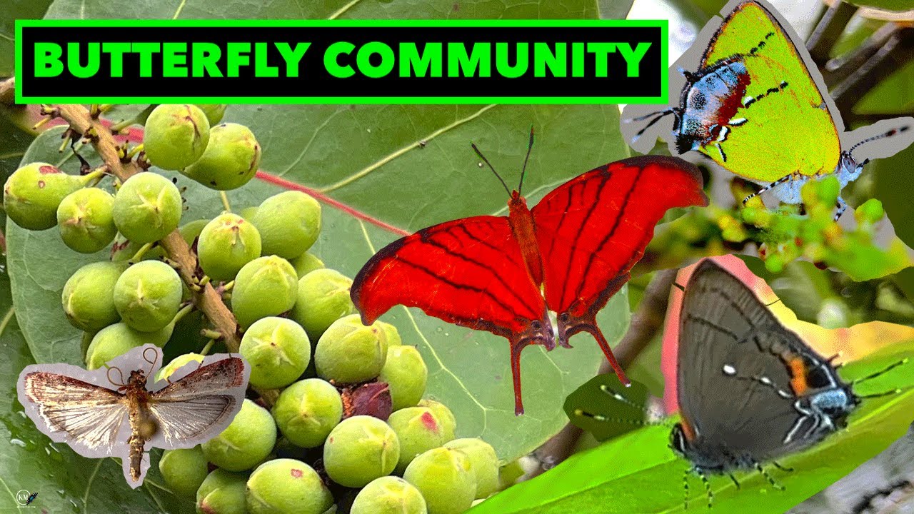 SEA GRAPE (COCCOLOBA UVIFERA) TREES   AN ECOSYSTEM FOR MANY LEPIDOPTERA SPECIES