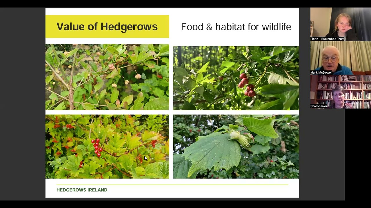 The Hare's Corner Clinic - Wildlife Hedges - Planting and Maintenance