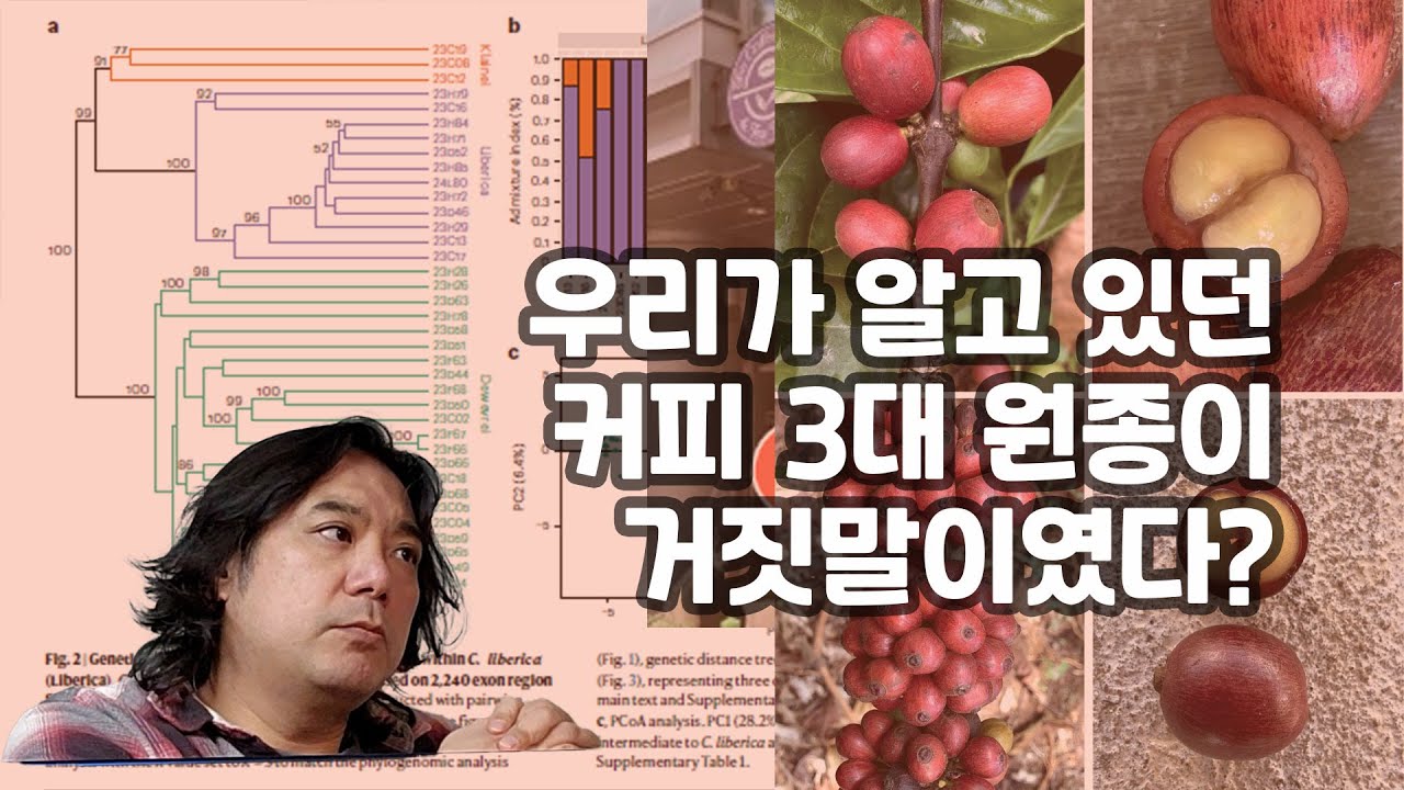 우리가 알던 커피의 3대 원종은 가짜였다? 커피 교과서를 바꾼 충격적인 발견과 리베리카의 멸종위기