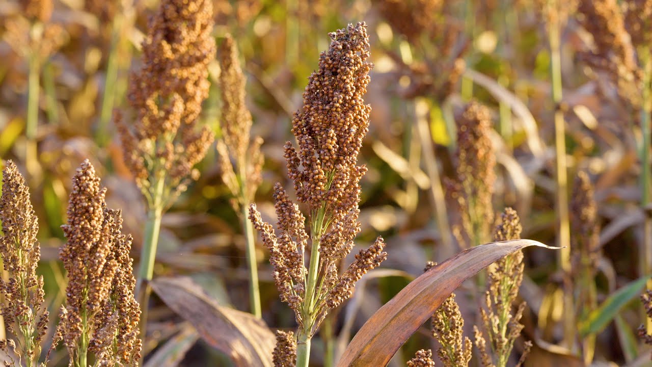 Sorghum Harvest 2025