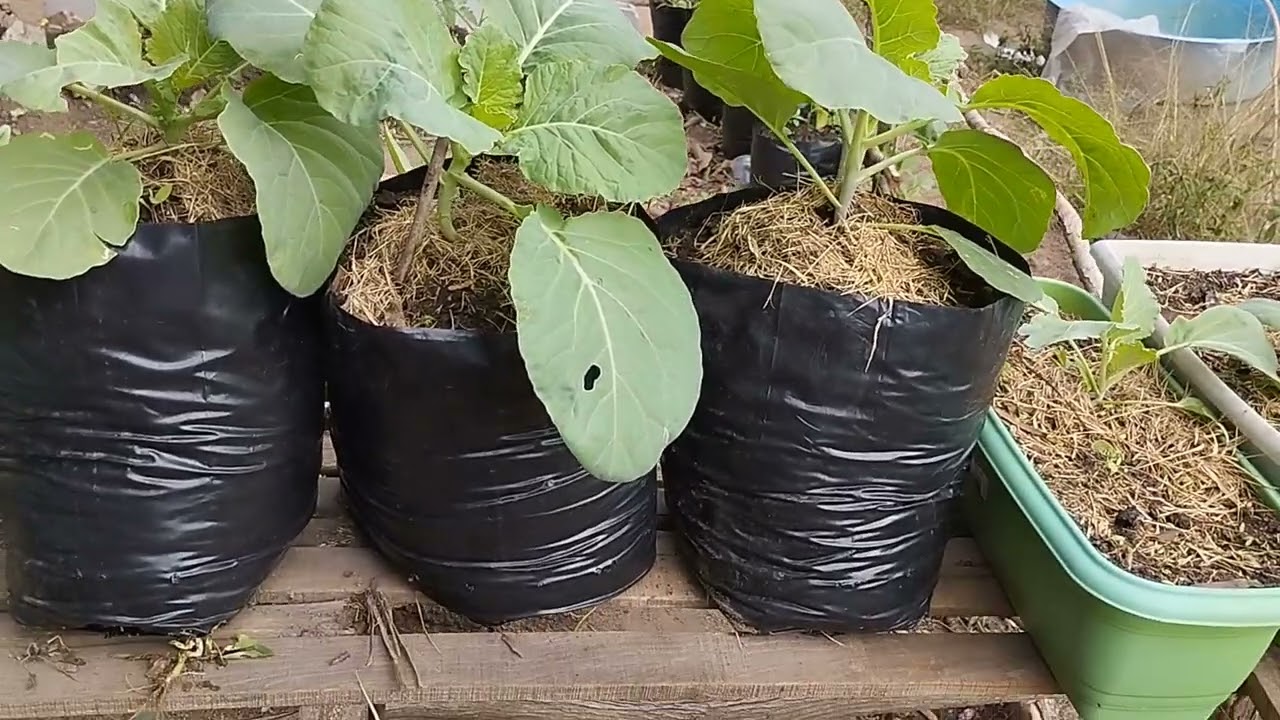aprenda como cultivar couve na maneira correta na sacola.