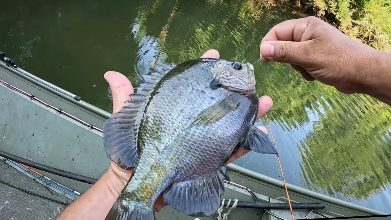THEY'RE STILL BITING ON SAVANNAH RIVER--BLUEGILL & RED BREAST