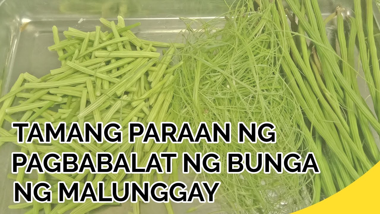 PAANO ANG TAMANG PARAAN NG PAGBABALAT NG BUNGA NG MALUNGGAY? | Malunggay Plant Home Gardening