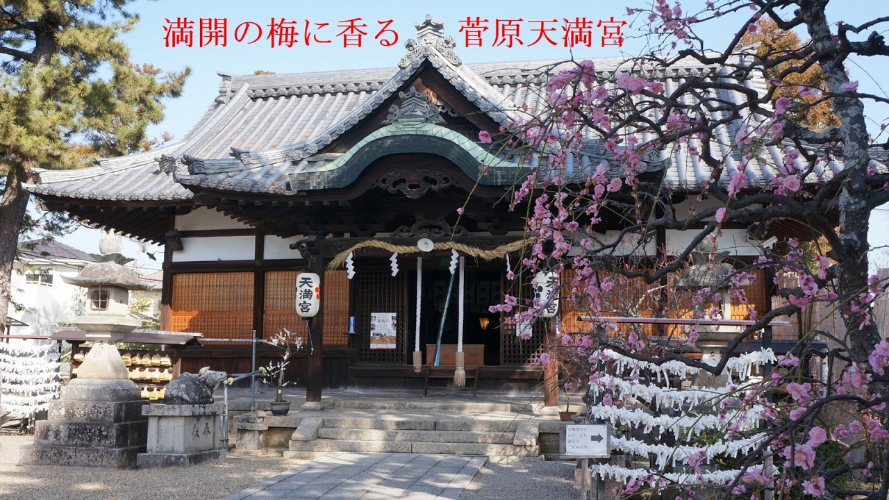 満開の梅に香る 菅原天満宮