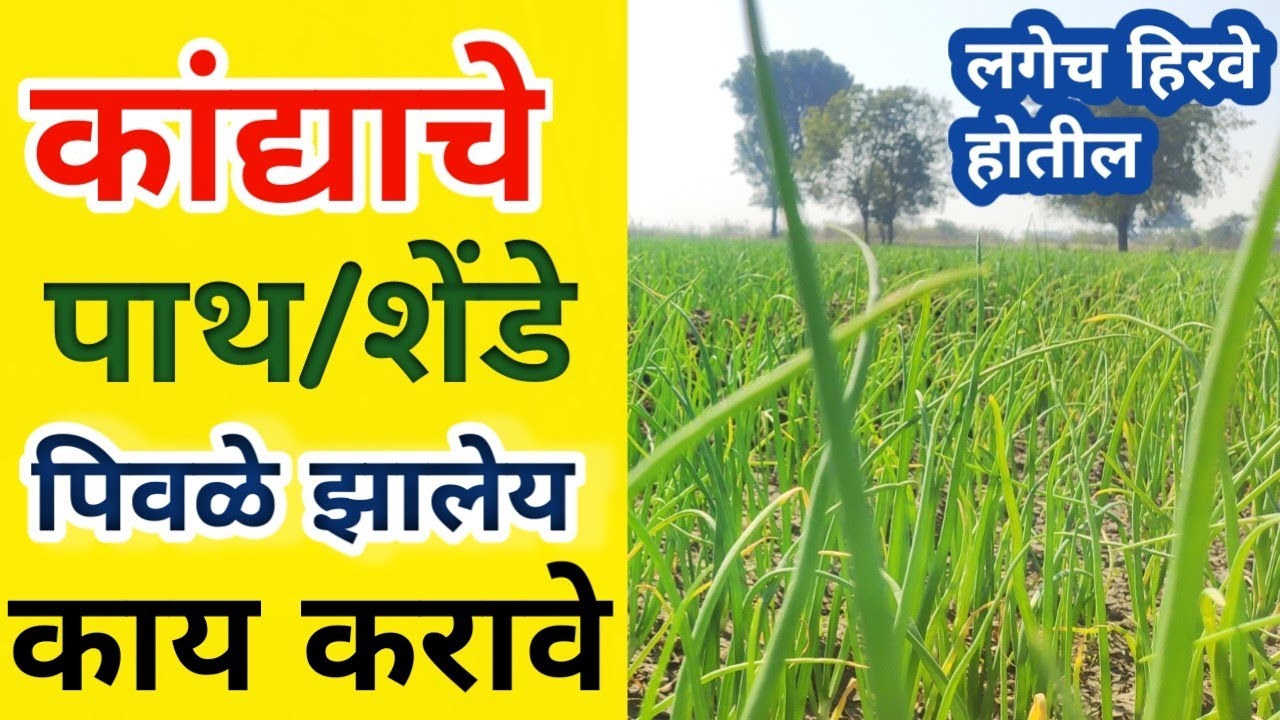 कांद्याचे शेंडे पिवळे पडलेय काय करावे / Kanda shende pivale padley upay / कांद्याची पात पिवळी पडलीय