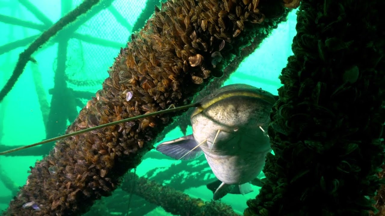 Diving in Kulkwitzer lake in July 2023