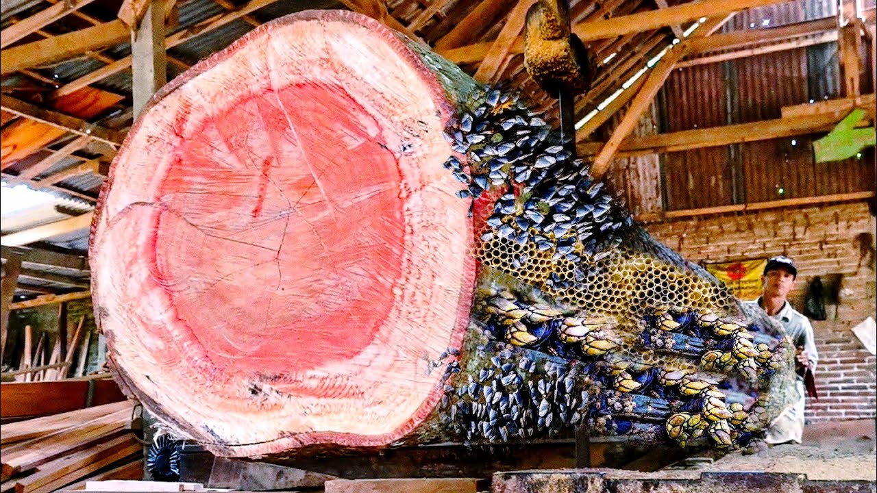 Menggergaji kayu merah yang di penuhi benjolan mengerikan penuh keindahan di pabrik kayu