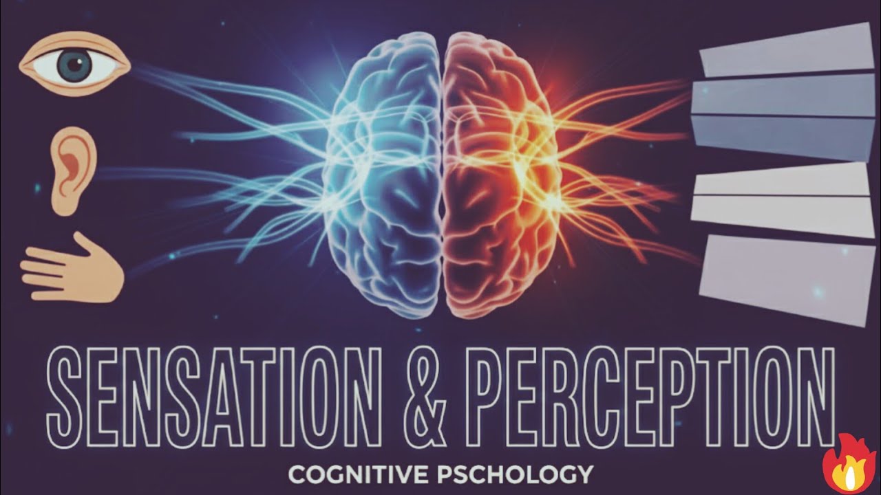 Sensation and Perception in Psychology | How We Experience & Interpret the World (Examples)
