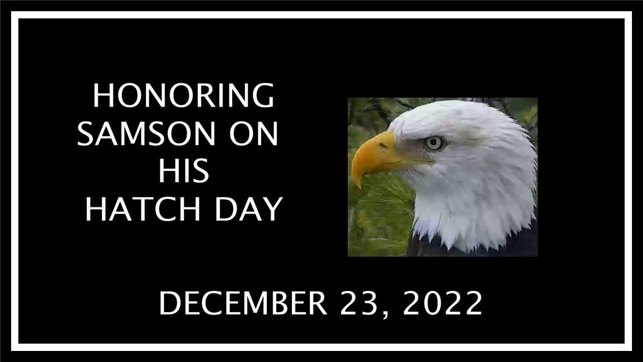 HONORING SAMSON ON HIS HATCH DAY