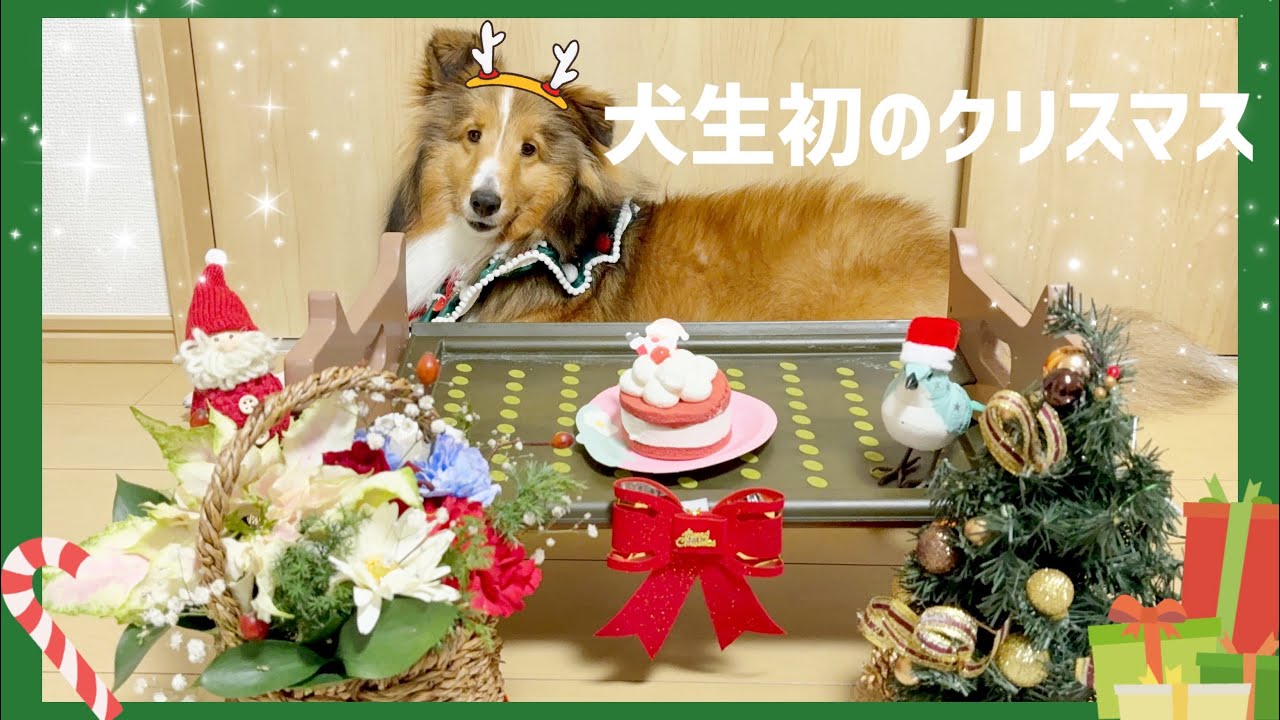 【X'mas】子犬と過ごす初めてのクリスマス #シェルティ 