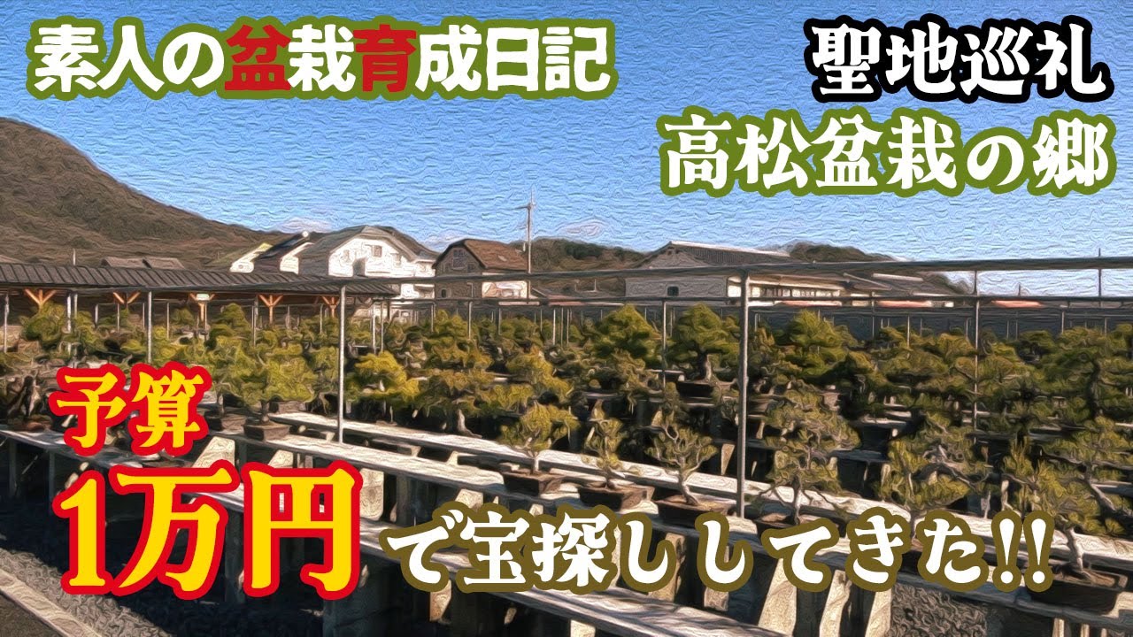 【聖地巡礼】高松盆栽の郷で1万円握りしめて宝探ししてきた～素人だから楽しい！盆栽ライフの気ままな記録～