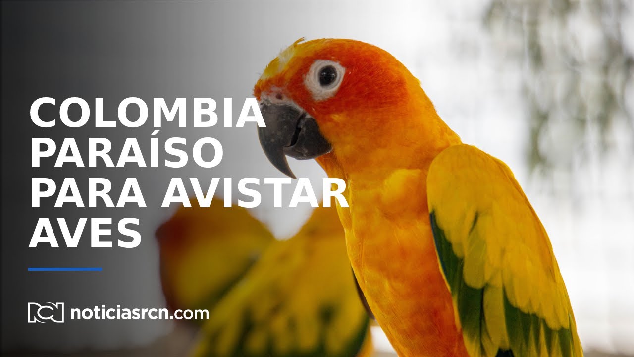 Colombia: un paraíso para el avistamiento de aves