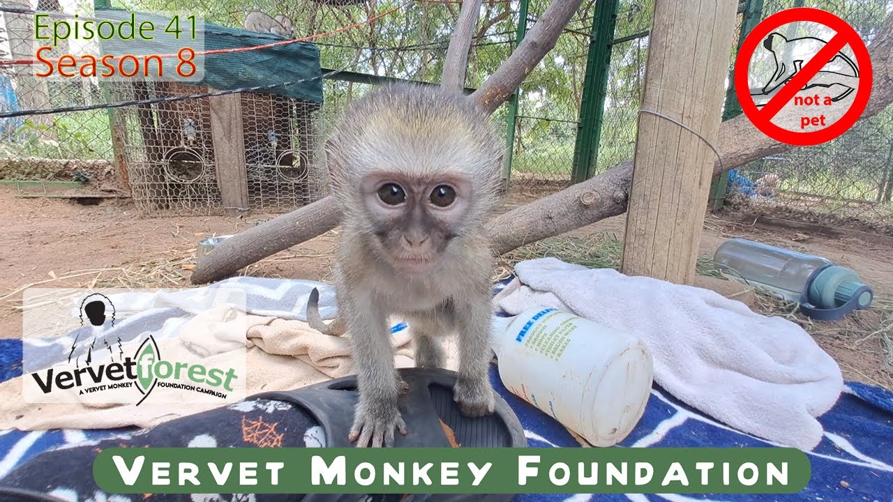 Baby monkey loses mom to bush meat trade, becomes 2nd highest ranked in adopted troop