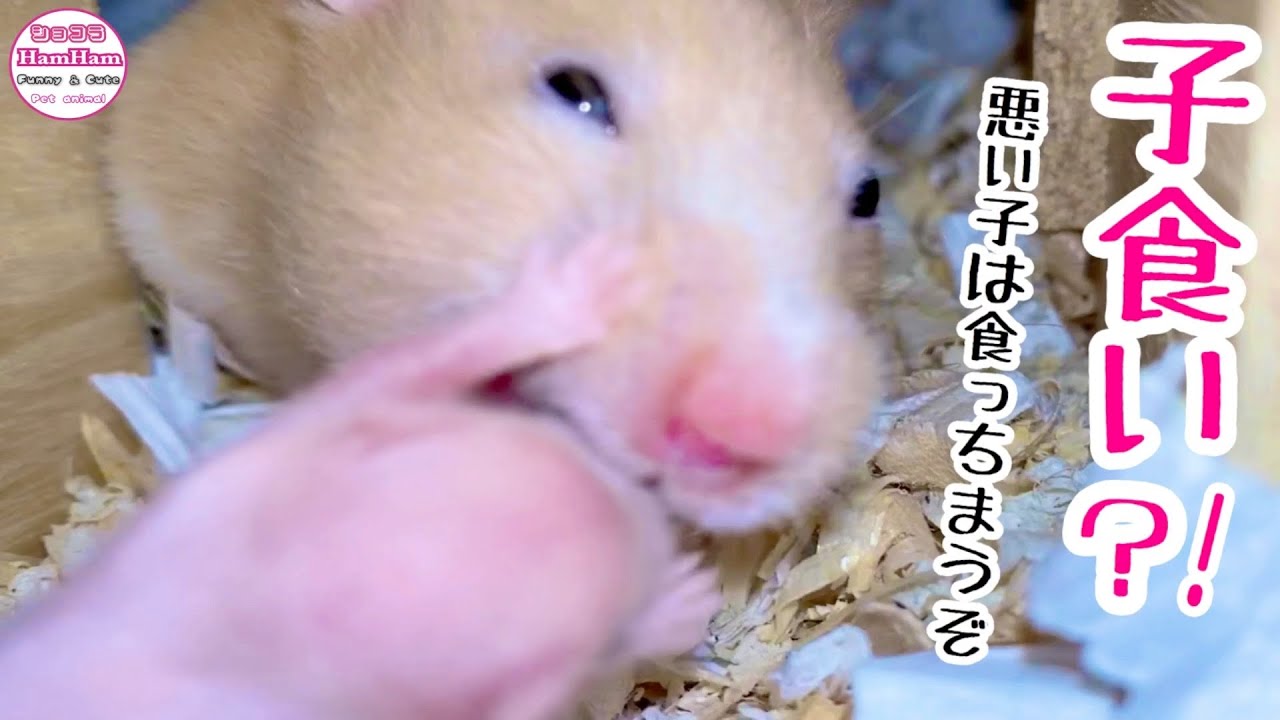 【ハムスター/ゴールデン】育てた赤ちゃんを子食い?!鳴き声が響きわたる！おもしろ可愛い動物