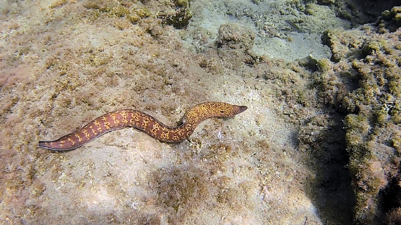 Unterwasserwelt Rhodos | Schnorcheln im Mittelmeer
