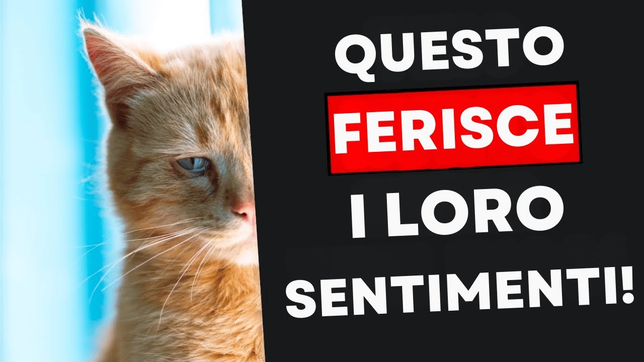 10 COSE QUOTIDIANE CHE SPEZZANO IL CUORE DEL TUO GATTO