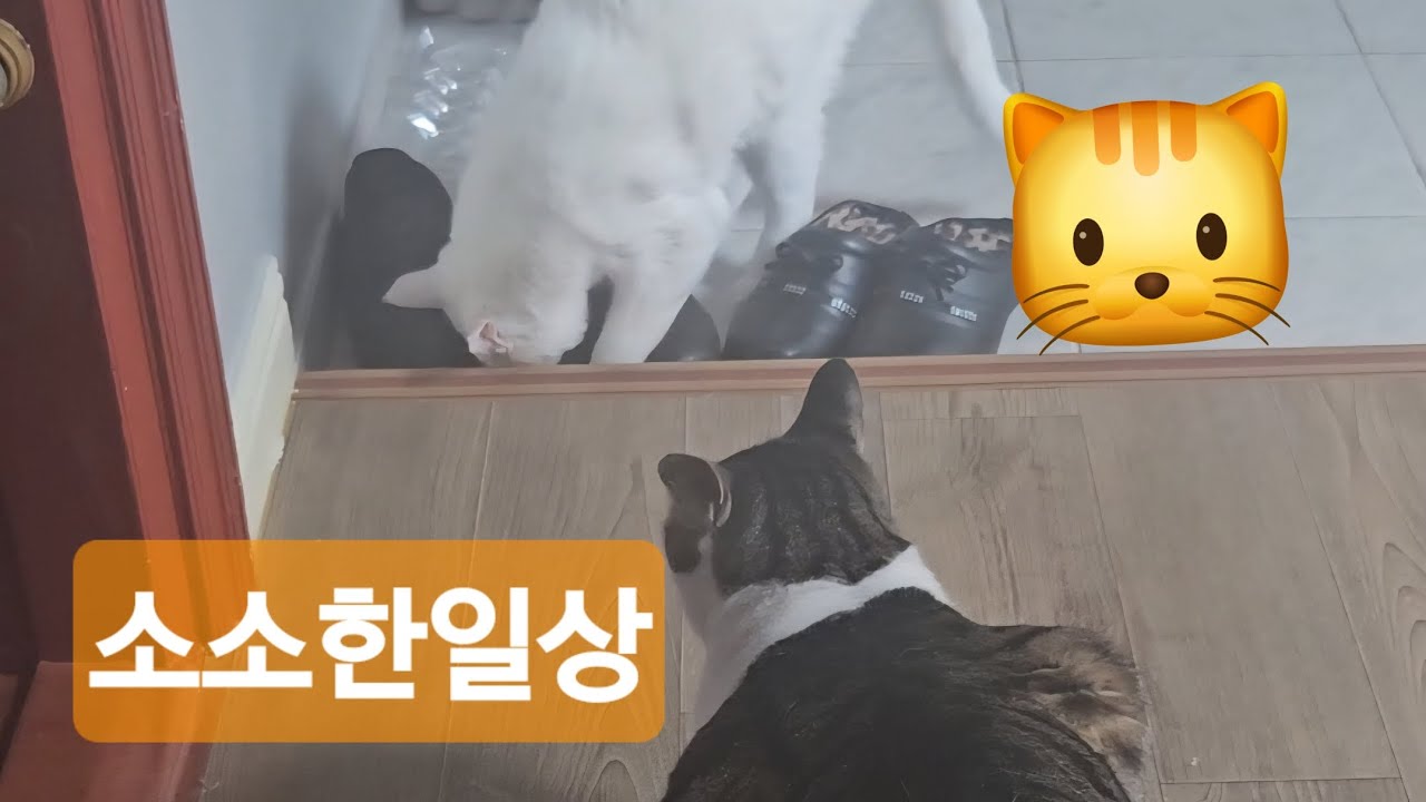 프린스는 꿈쩍을 안하네요  ㅎㅎ