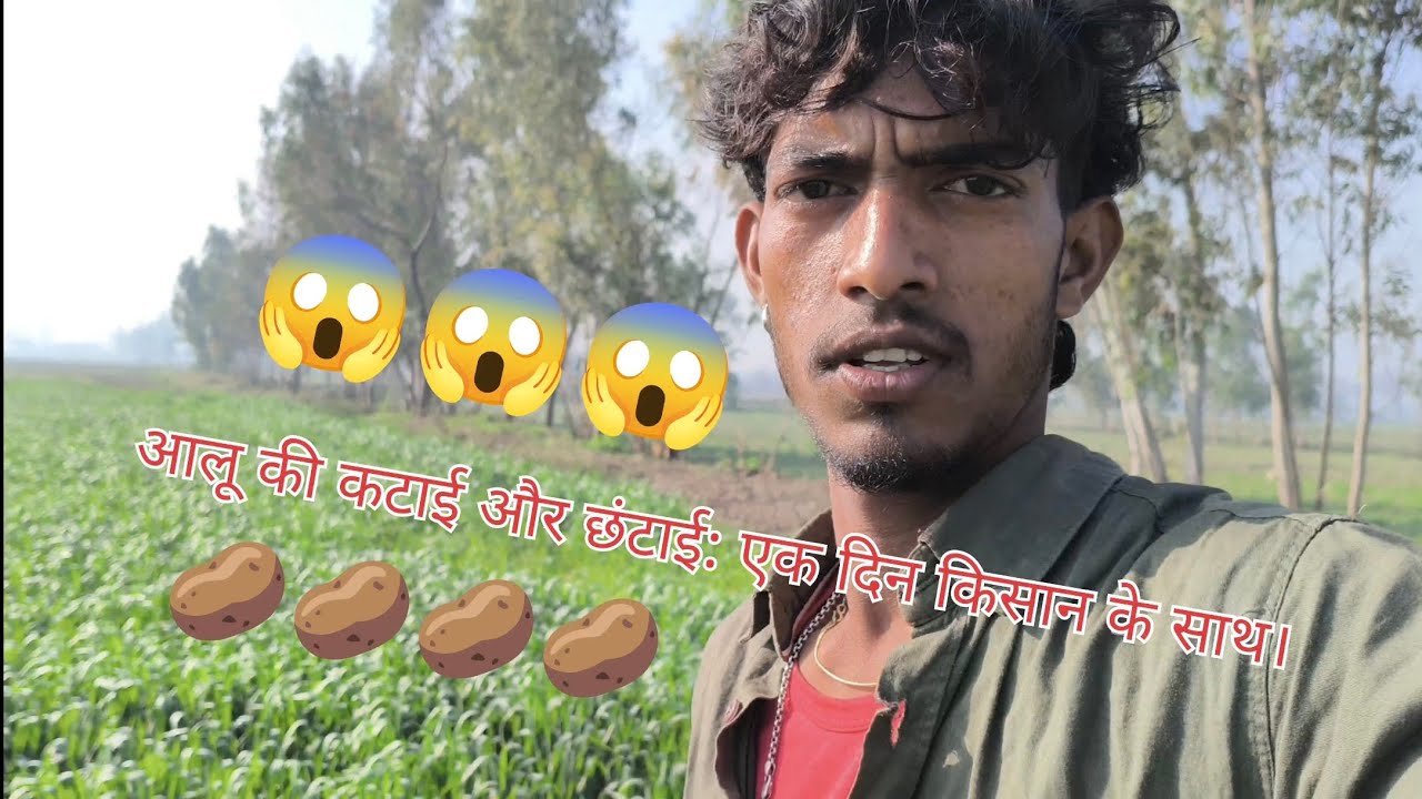आलू की कटाई और छंटाई: एक दिन किसान के साथ।
