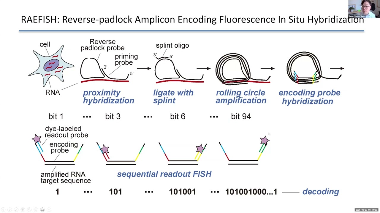 Sequencing-free whole genome spatial transcriptomics at molecular resolution in intact tissue