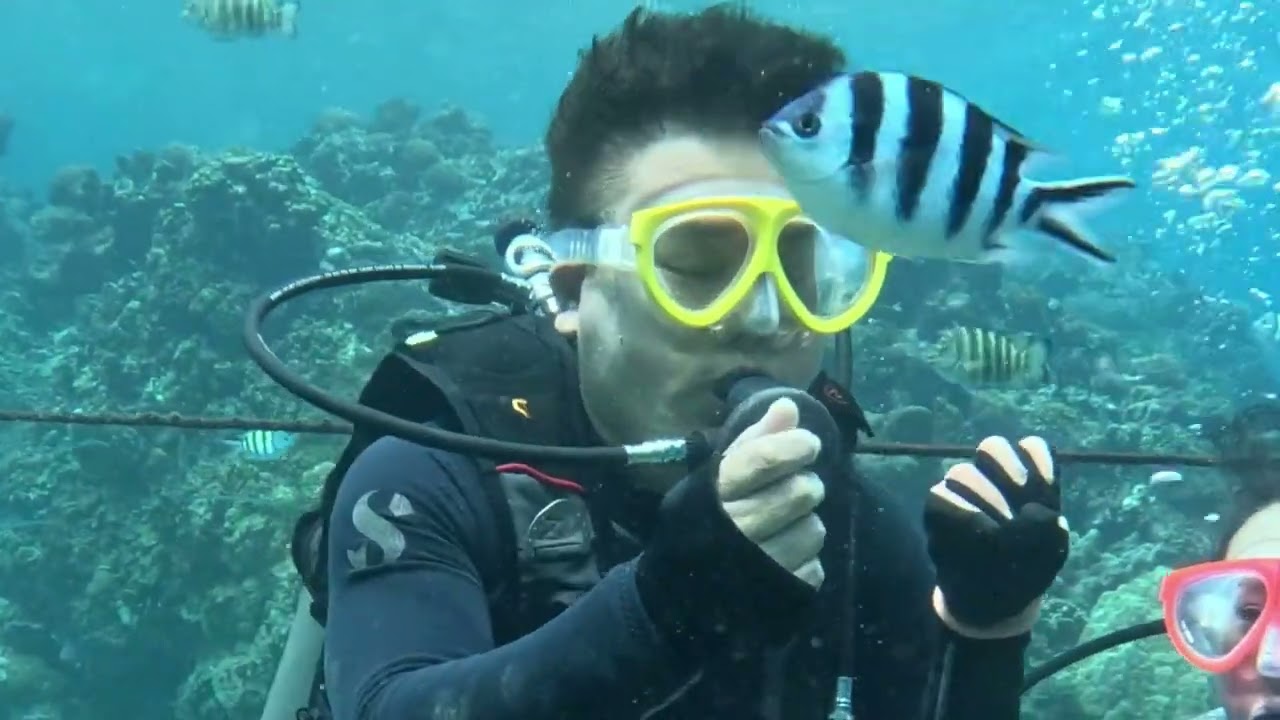Happy Ocean Moments Underwater 🌊