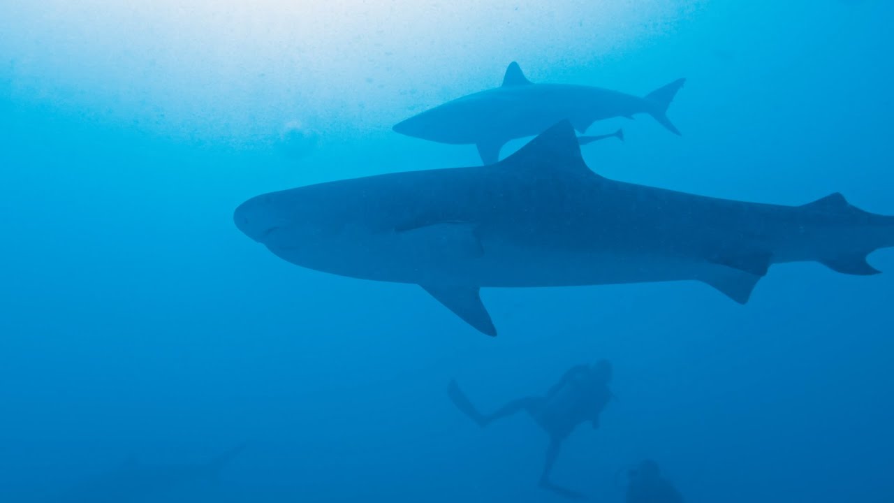 Scuba Diving with Sharks in the Maldives | Central Atolls