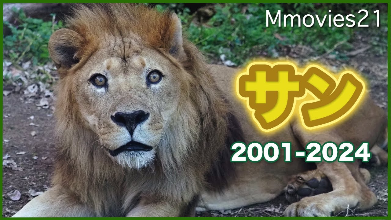 東山動植物園のライオン「サン」22年の生涯〜ルナと過ごす楽しい時間〜Sun the Lion