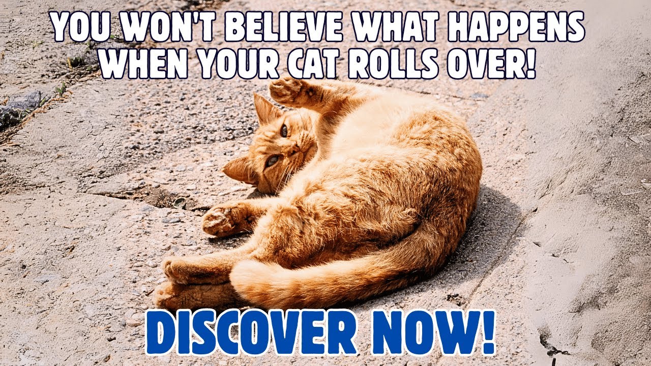 The Surprising Truth Behind Why Cats Roll Over When They See You!