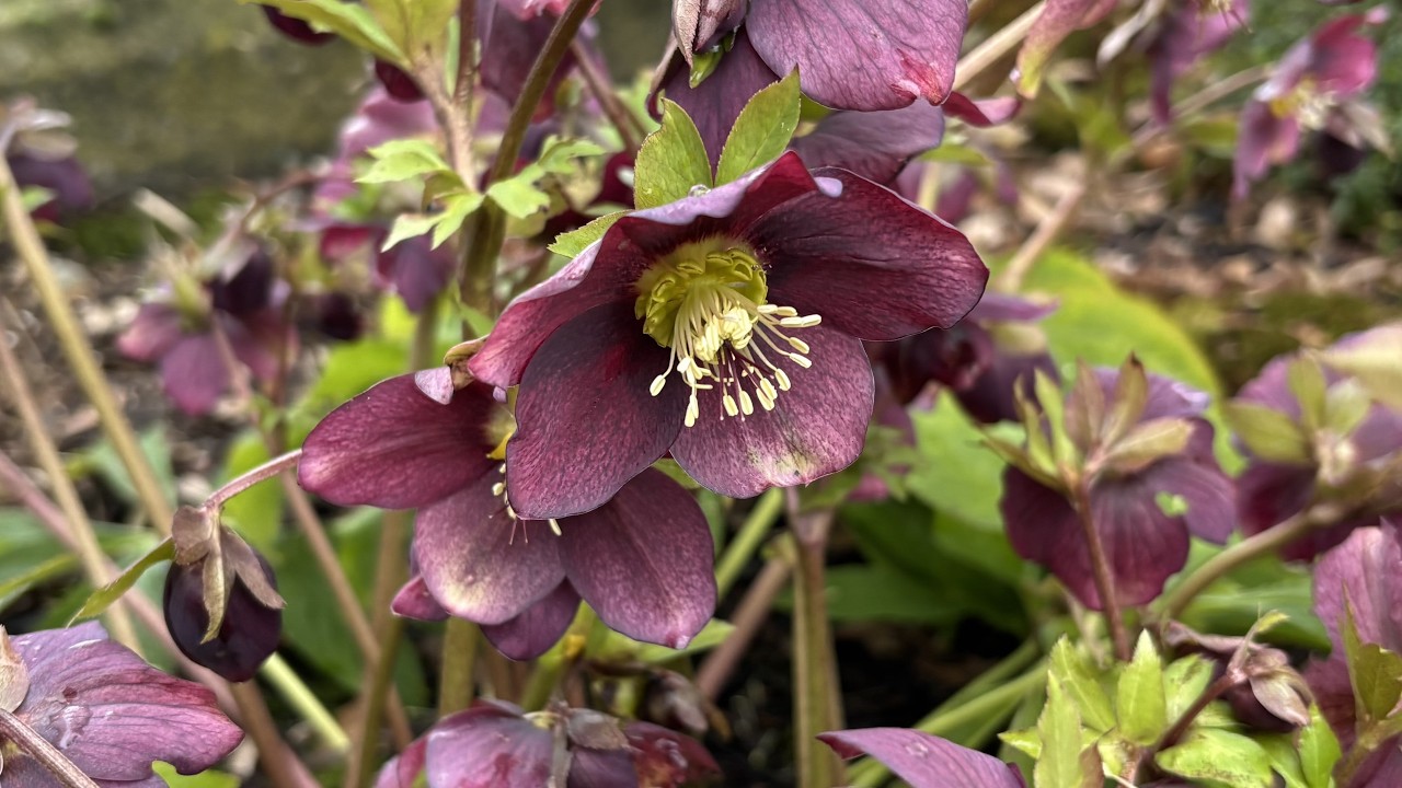 Spring Cut Back & Update, Old Variety Hellebore - March 4, 2026