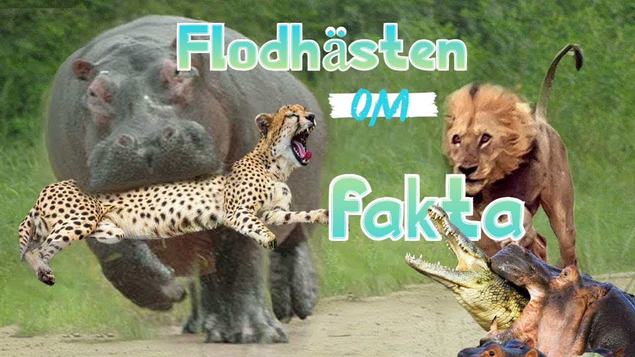 N&auml;r flodh&auml;sten blir arg &ndash; flodh&auml;st vs krokodil