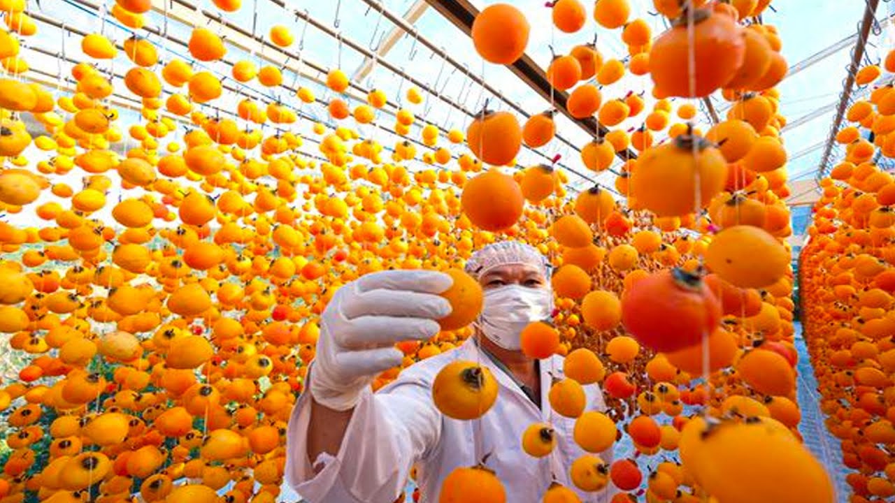 Dried Persimmons Making Process | Japanese Persimmons Grow And Harvest | How Dried Persimmon Is Made