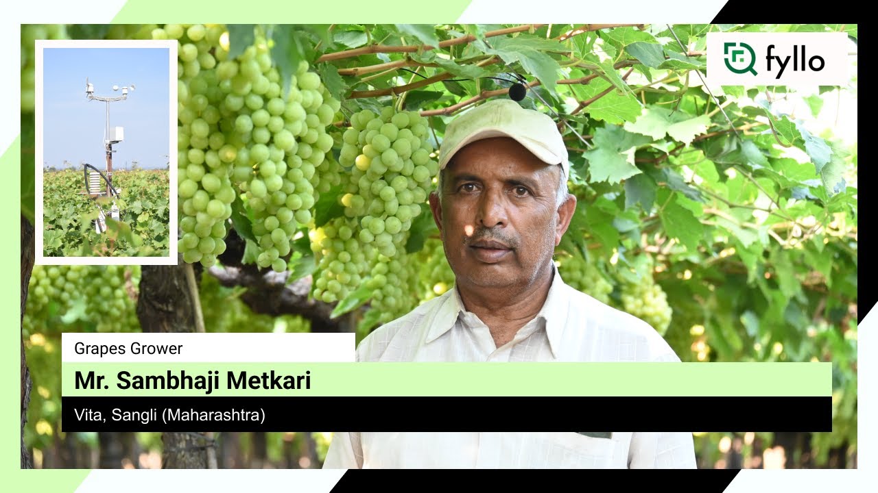 Sambhaji Metkari Fyllo review | Grapes grower | fyllo farmer | Vita Sangli