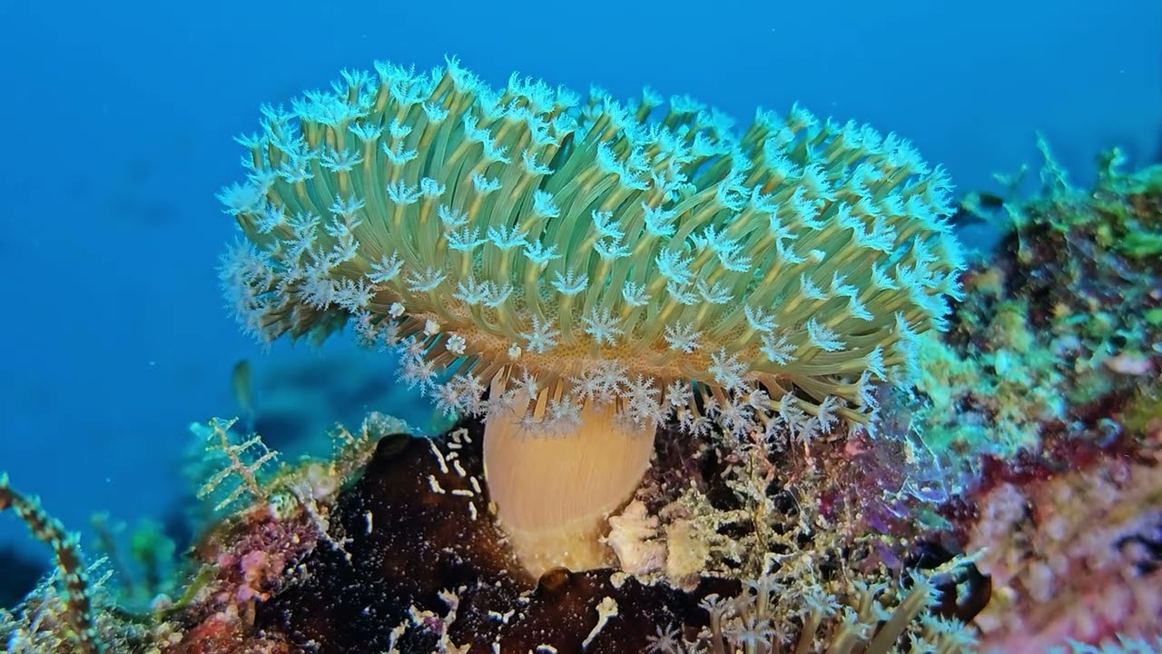 2024 07 Housereef Closeup Creatures Bandos Maldives 4k