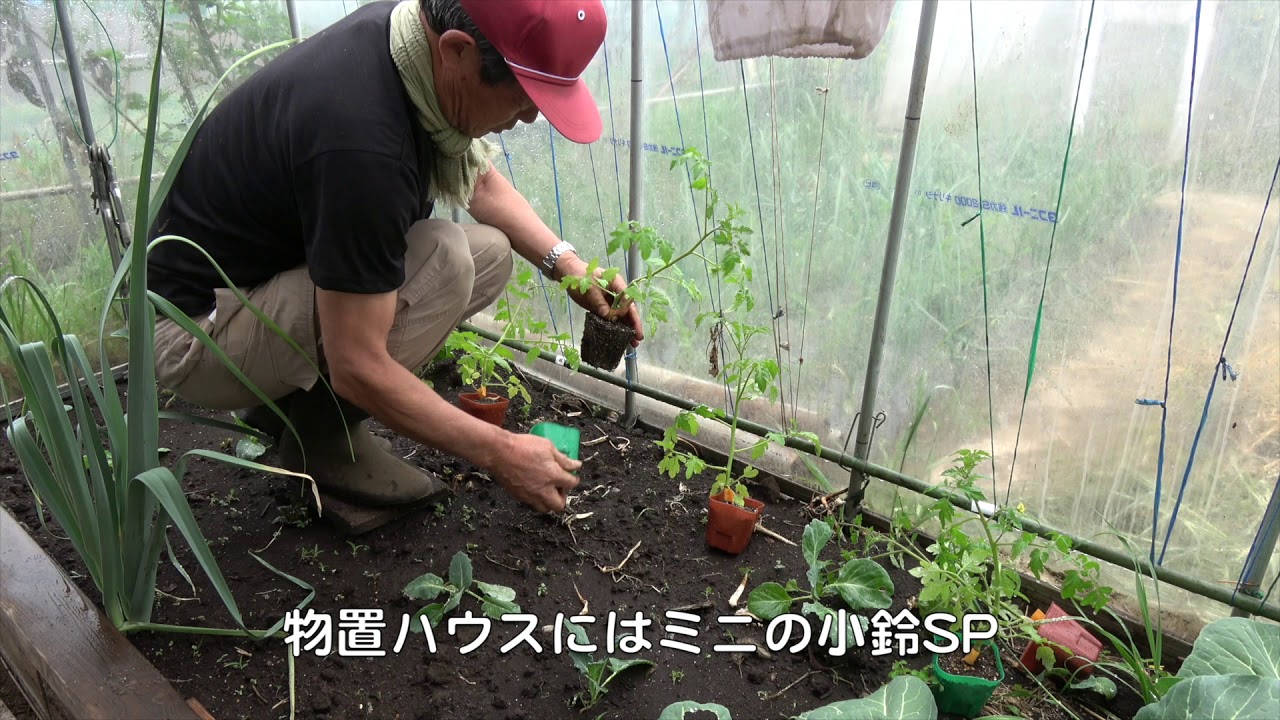菜園だより190417果菜苗植えまくり