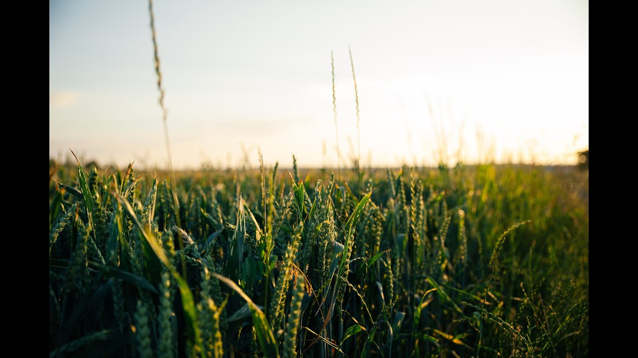 The discovery of far red-shifted photosynthesis