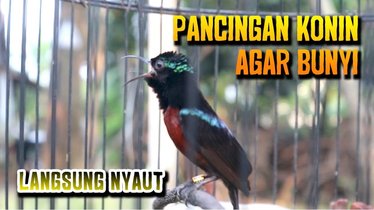 Pancingan Konin Agar Cepat Bunyi | ASMR Kolibri Ninja Langsung Nyaut