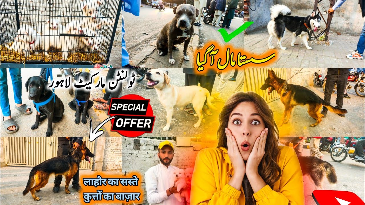 Dogs Mandi Lahore 08 DEC | Tollinton Market Lahore | Exploring with YASIR | Special Dogs Market